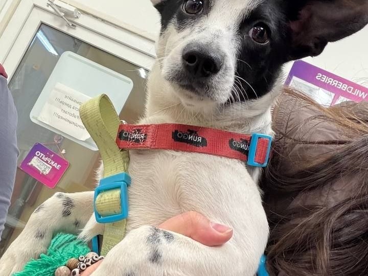 Нашли щенка, принесли в клинику, ушли. Клиника не приют, щенку некуда идти 🥺