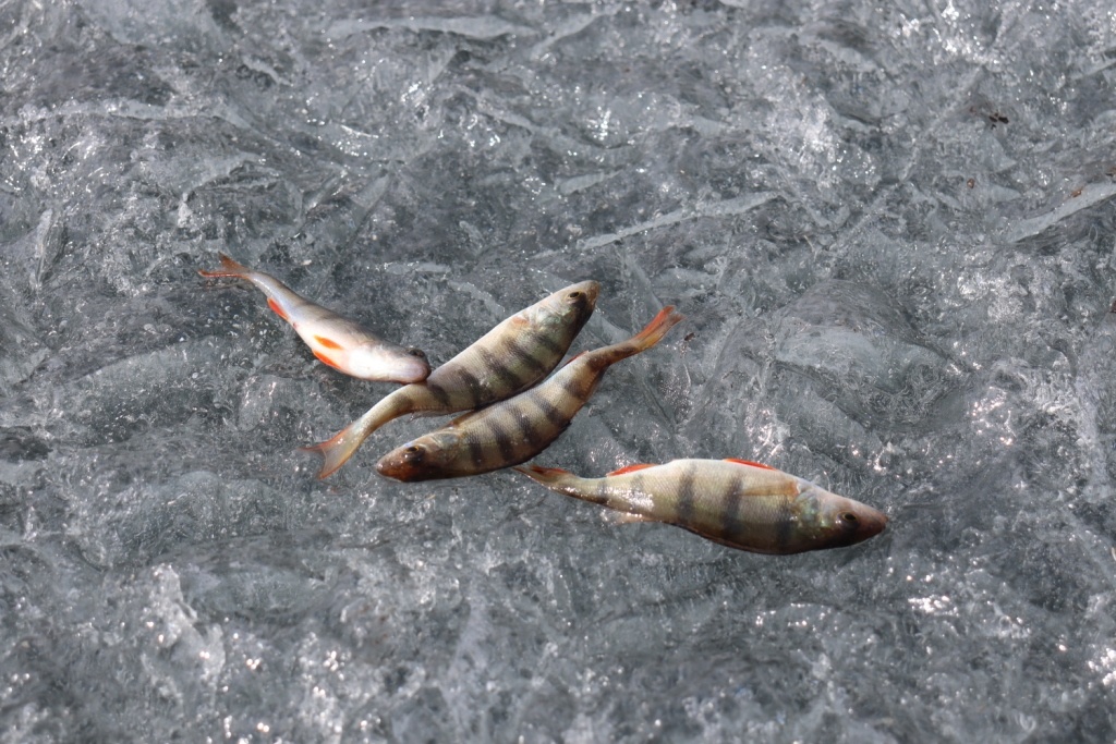 Основная добыча рыбаков на таких соревнованиях - окунь. Апрель 2025 года, фото Алексея Бастрона