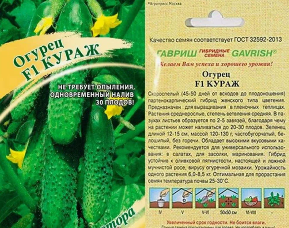 Кураж - пожалуй это настоящий спринтер среди огурцов