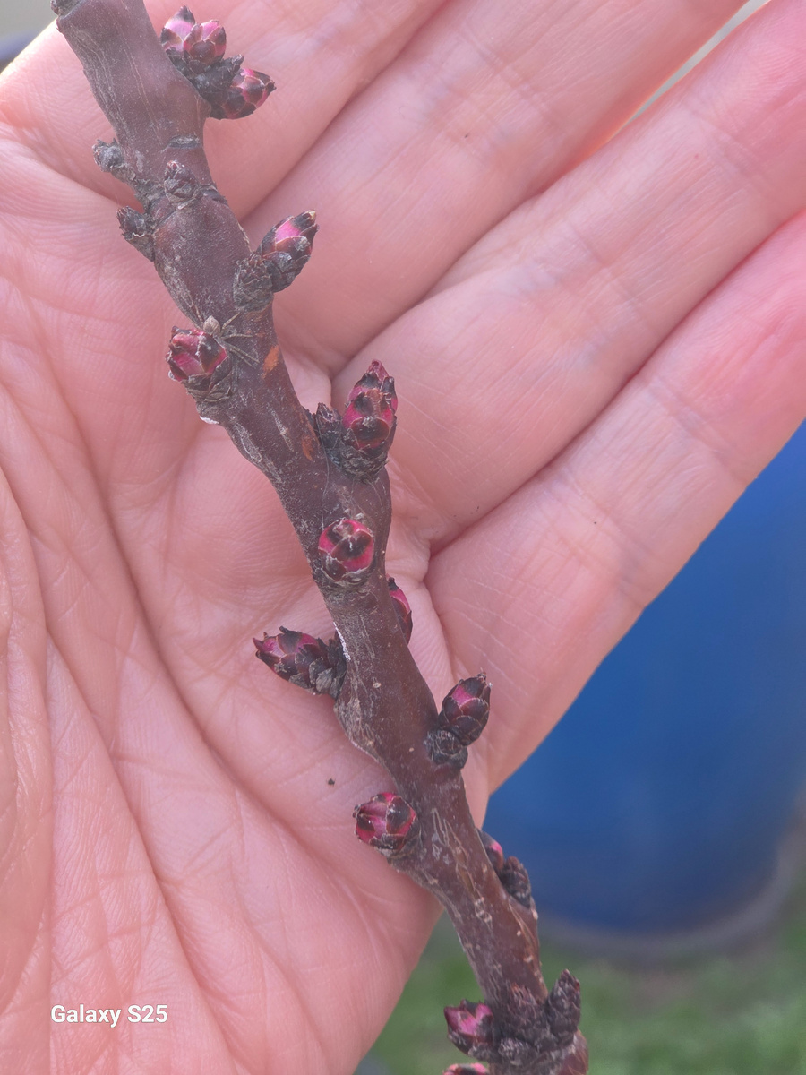 Абрикос Приция. Фото: Зеленая леди, сад, семья и томатный сок 