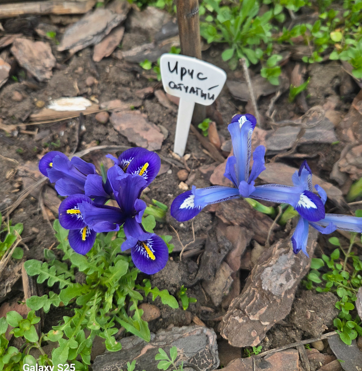 Фото: Зеленая леди, сад, семья и томатный сок 