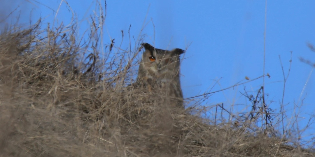 Орнитолог из Рязани отыскала филина после девяти лет экспедиций