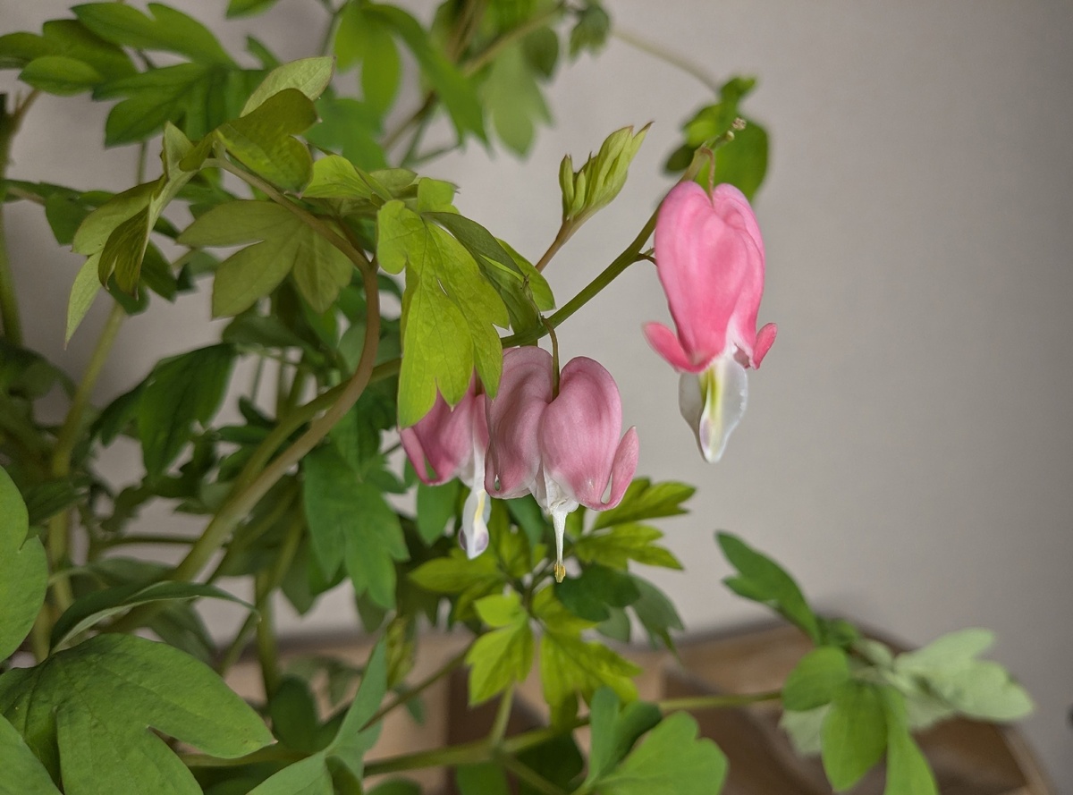 Дицентра великолепная Yellow Leaf, если подпись на пакете нам не врёт