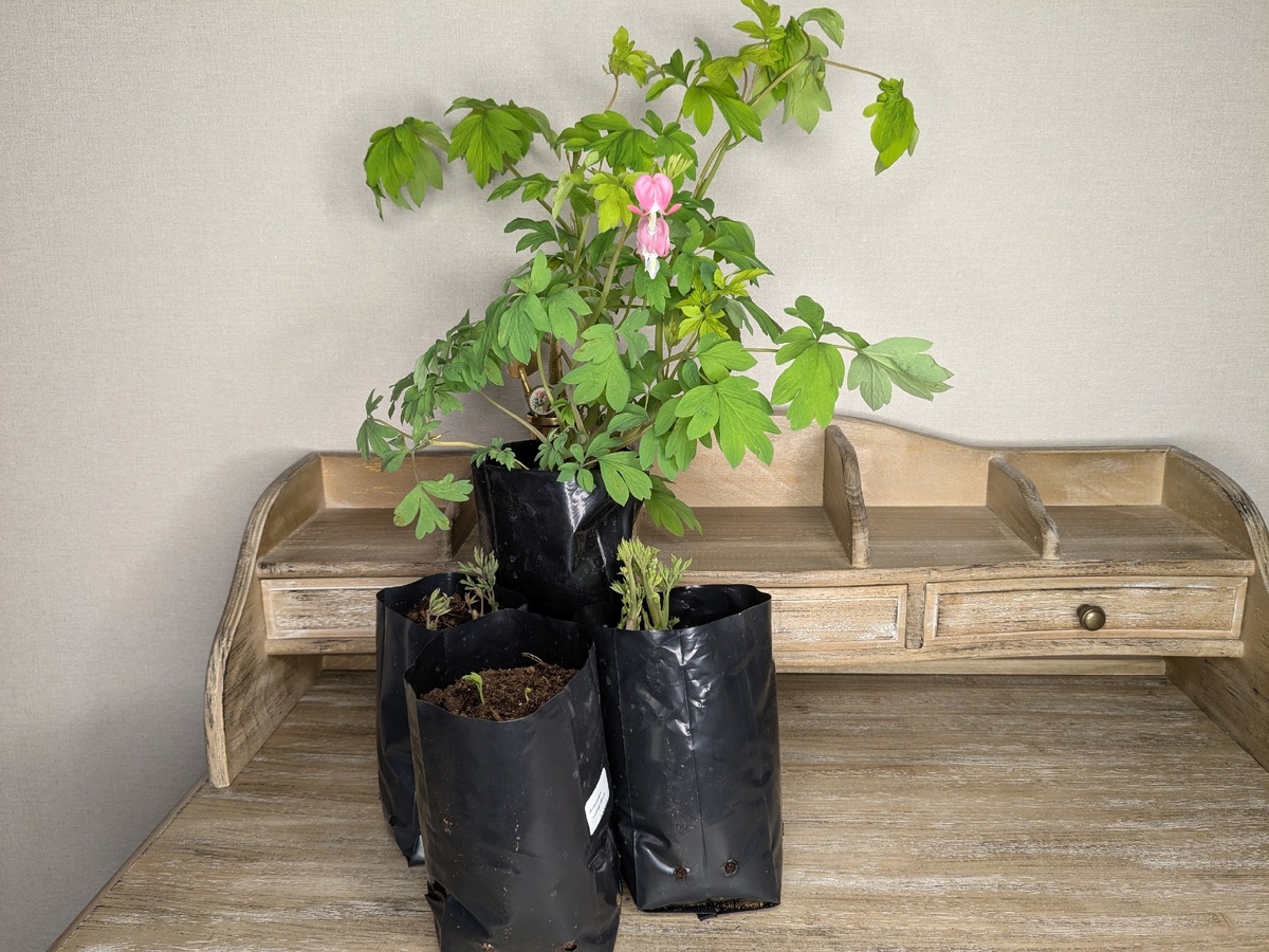 Вот такими ко мне приехали четыре дицентры