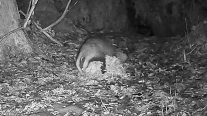 В Приозерском районе барсучиха после спячки навела порядок в норе