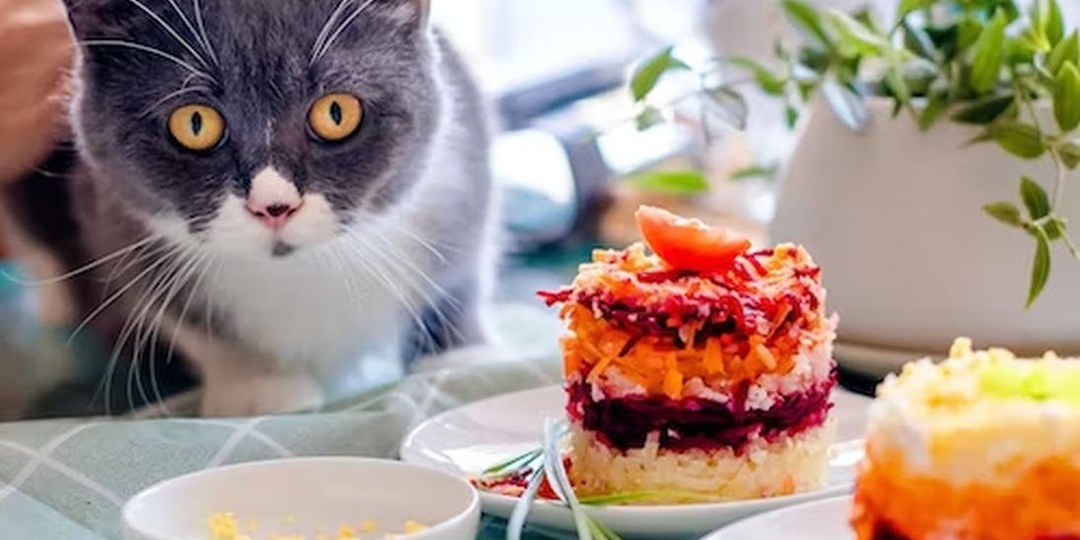 Назван наименее калорийный из плотных новогодних салатов