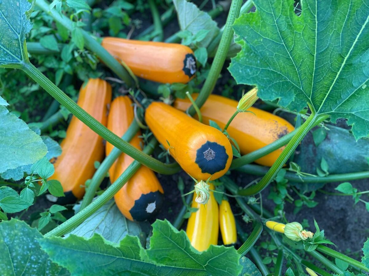 Кабачкам понравится расти на такой питательной грядке. Фото автора