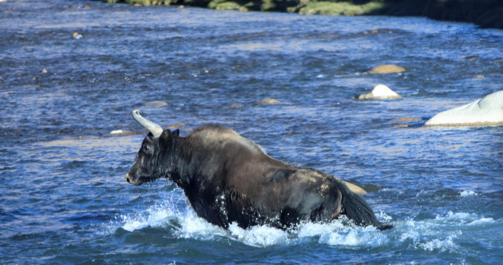 ЖИВОТНЫЕ в регионе г.Кайлас. ЯКИ