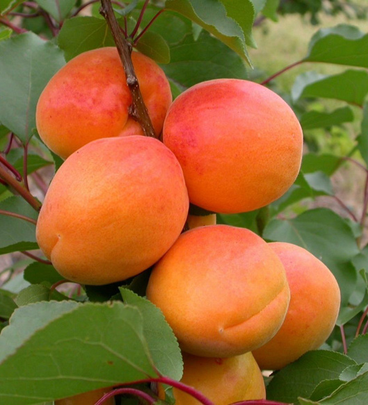 Шарафуга жёлтая. Фото: https://scsadovod.ru/product/gibrid-sharafuga-2/