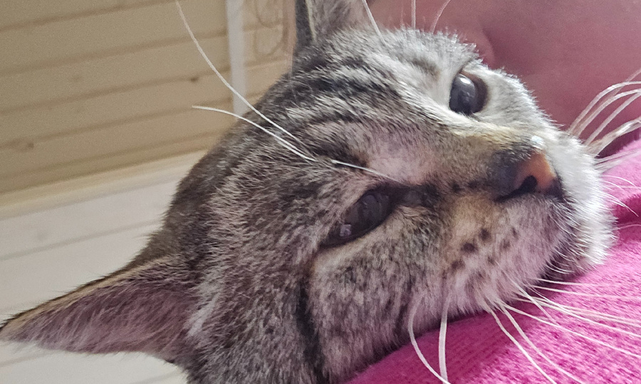 Как живет кот, который мерз под венками на кладбище? Рассказываю продолжение истории...