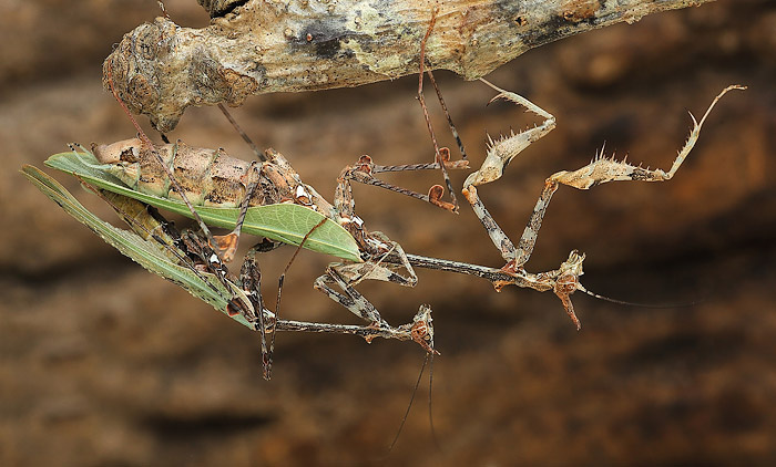 Богомол Sibylla pretiosa: содержание и уход