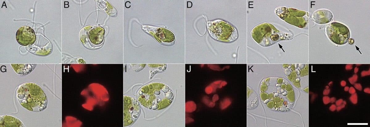    Жгутиковое Rapaza viridis отбирает пластиду у водоросли Tetraselmis. Справа вверху стрелкой показано, как грабитель выбрасывает все, кроме необходимой ему пластиды / © Anna Karnkowska et al., PNAS, 2026