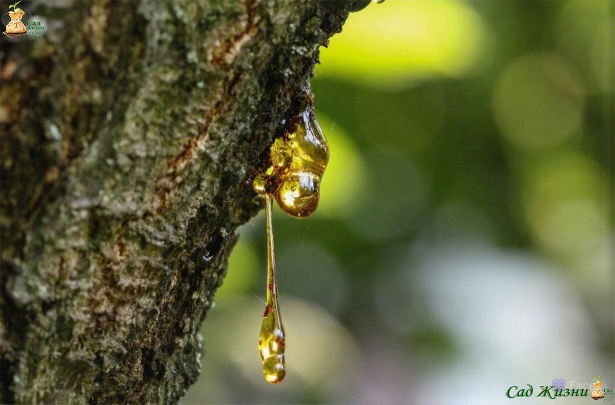 Камедь — это не болезнь, а сигнал: дерево уже в стрессе