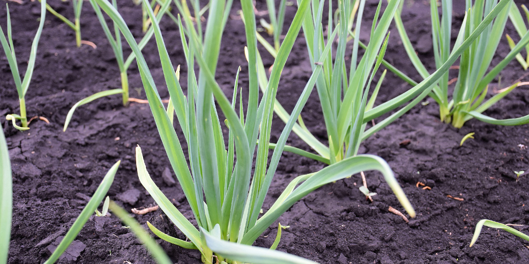 Основная весенняя подкормка чеснока, после того как он покажется из земли