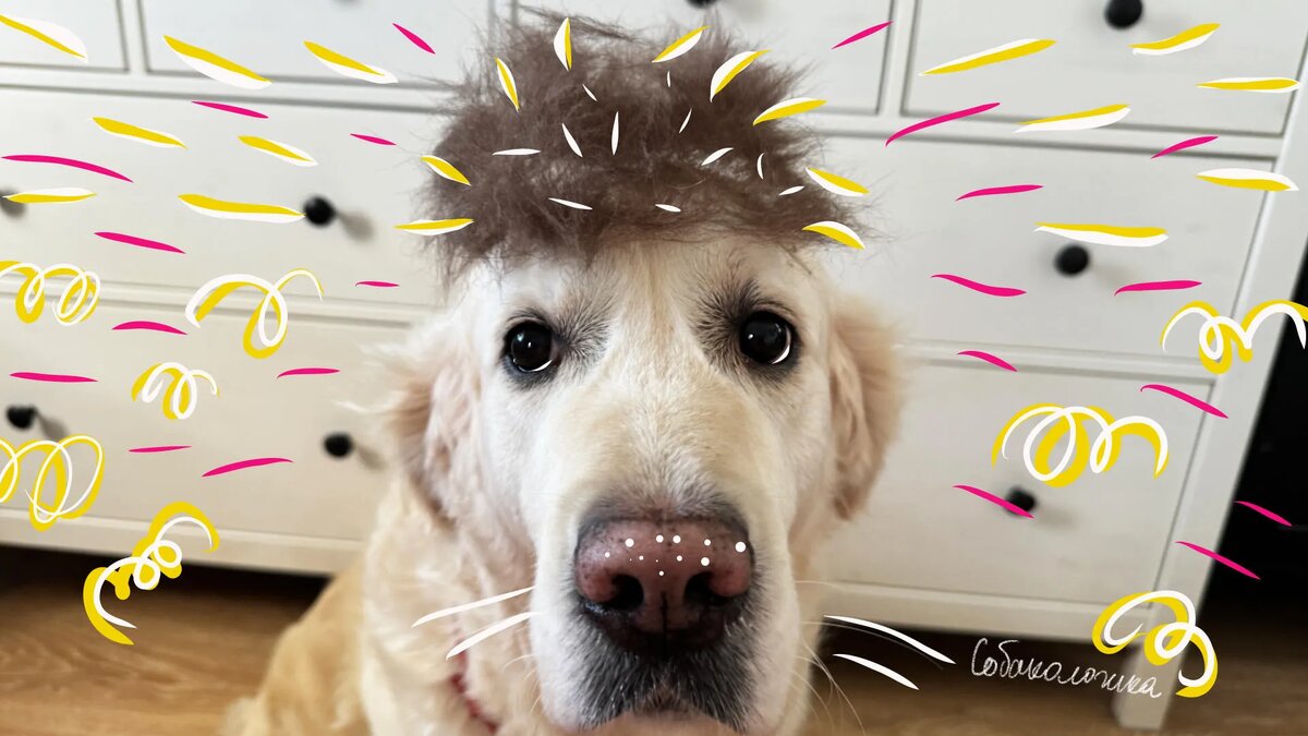 Это Руби с шапочкой и шерсти Панды. Позировала для обложки, терпела, получила вкусняшку "за страдание"