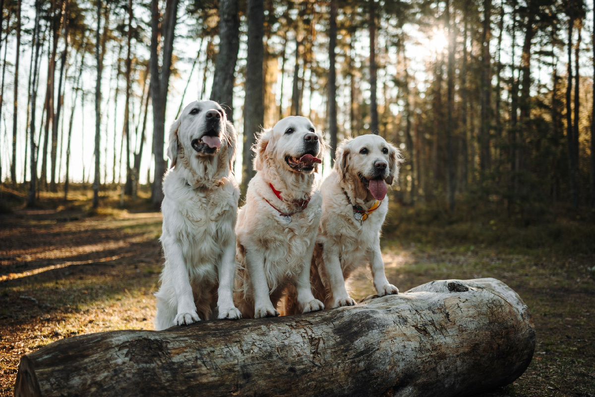 Слева направо - Лола Руби, Мия