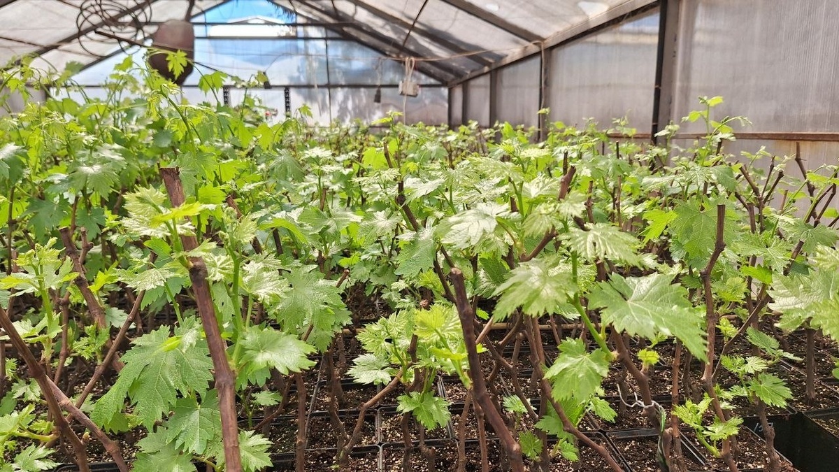 Май 15, 2024 - саженцы в отличной форме!