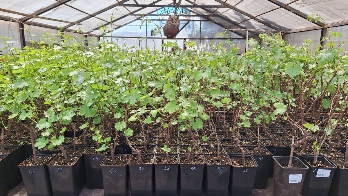 Сначала саженцы "просыпаются" в теплице