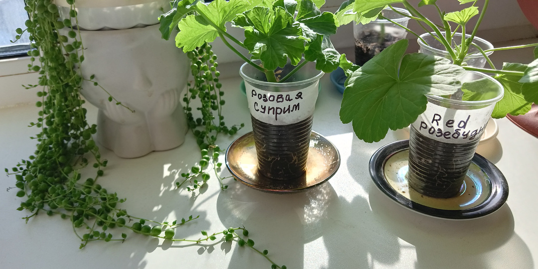 Уход за черенками Пеларгонии ответы на вопросы