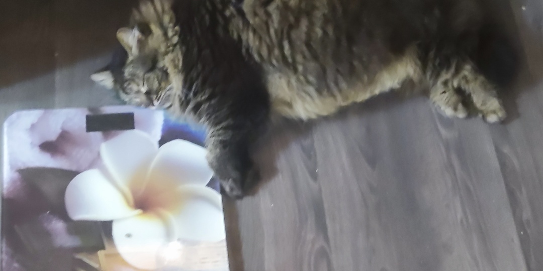 В ожидании дачи, или Как мы с котом похудели (один из нас — добровольно)