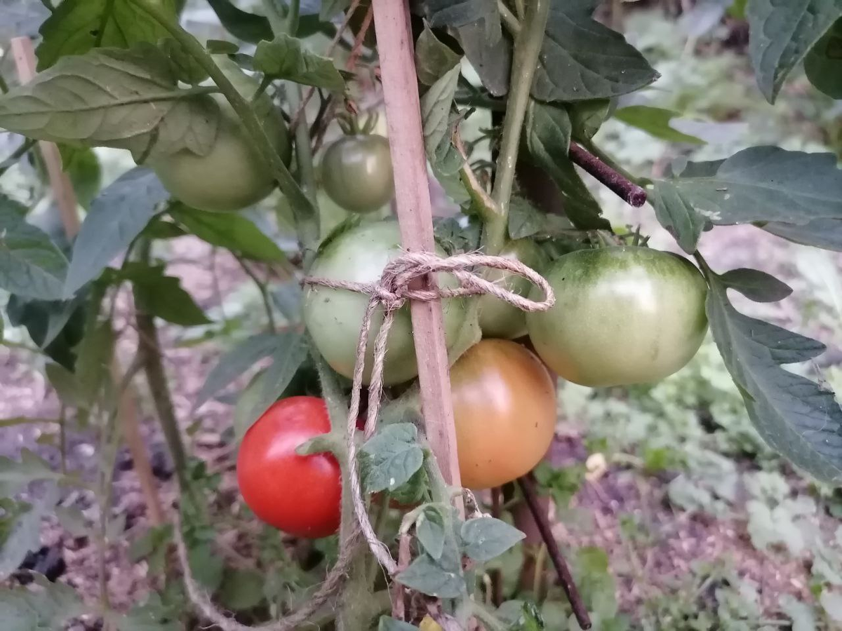 Сорт помидоров Турбореактивный: плоды мелкие, но вкусные, с приятной консистенцией, фото автора