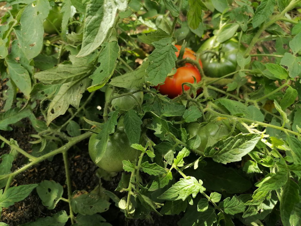 Томат Монгольский карлик, фото автора