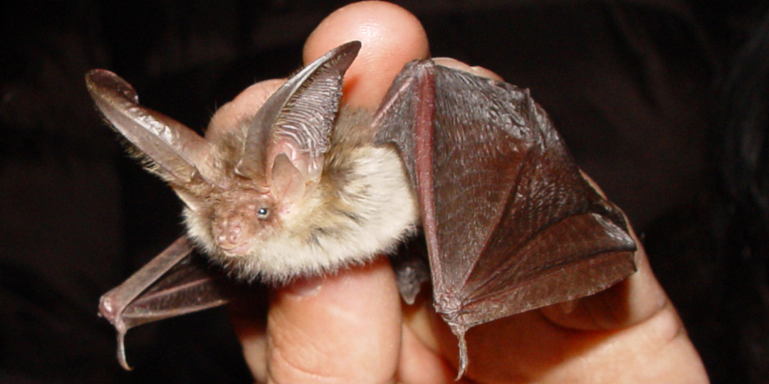 Топ-7 самых долгоживущих летучих мышей: сколько лет живут разные виды