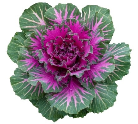 Источник фото shutterstock.com