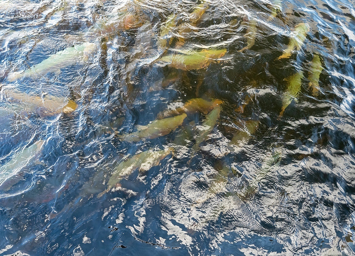    фото: © Столица на Онего