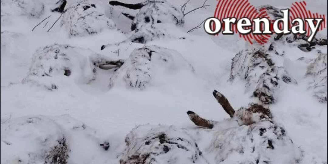 Фермер требует от администрации района 1,9 млн рублей за уничтоженных собаками овец