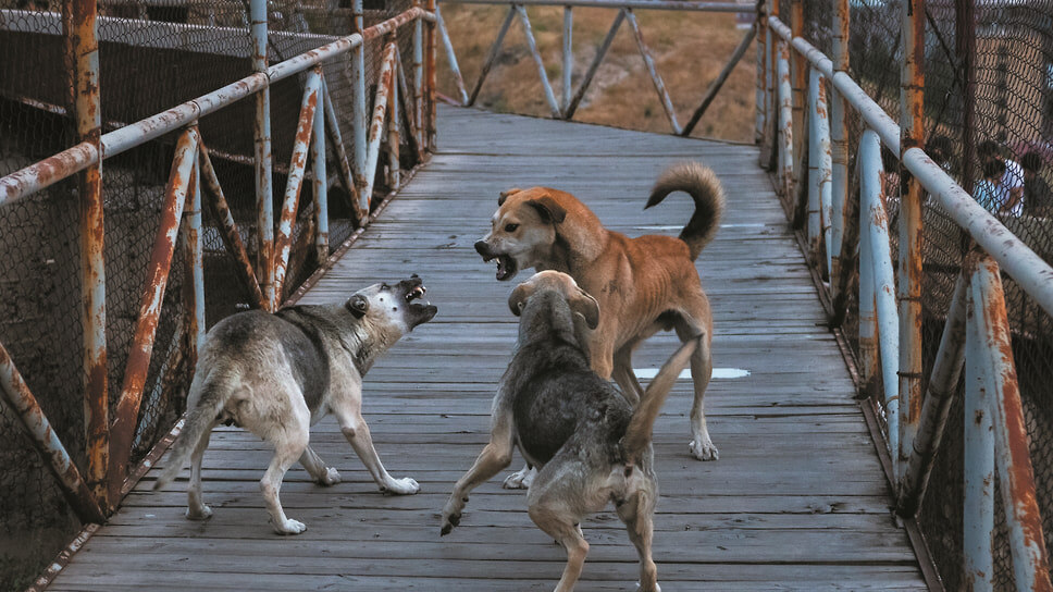 Фото: Александр Патрин / Коммерсантъ