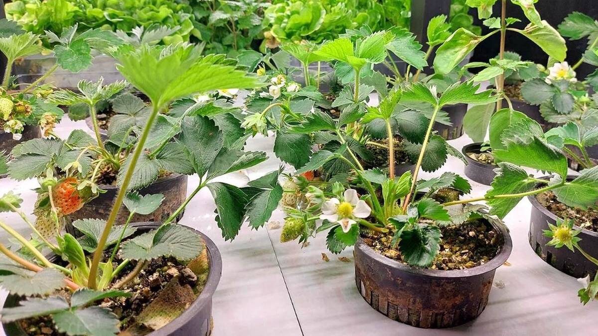    Фото: mos.ru / Официальный сайт мэра Москвы