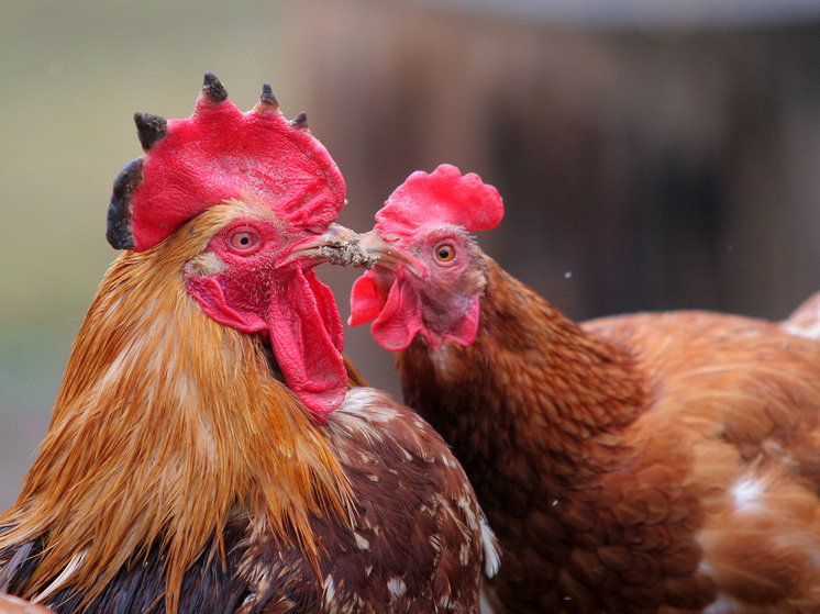   Наталия Губернаторова