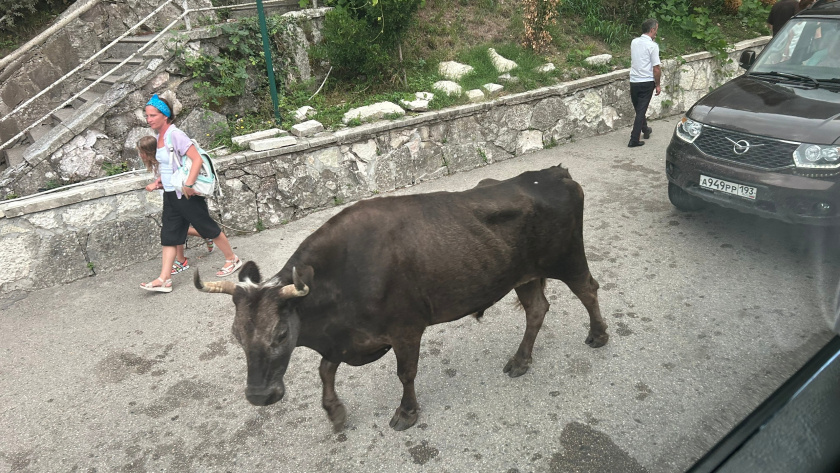    Фото progorod43.ru