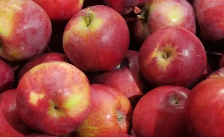    Фото: Лукьянов Дмитрий, AgroXXI.ru