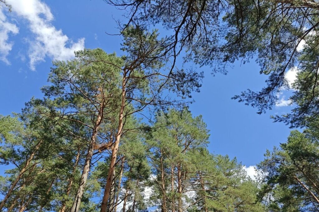    Фото: smolnarod.ru