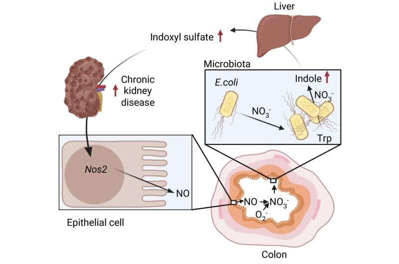    Схема, иллюстрирующая, как хроническая болезнь почек стимулирует рост E. coli в кишечнике, приводящий к выработке индола, который в печени преобразуется в индоксилсульфат (почечный токсин), что еще больше усугубляет заболевание почек. Источник: UC Regents