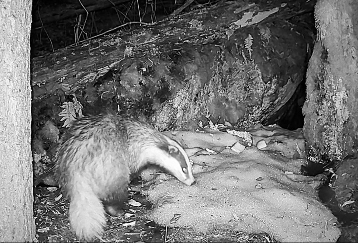 фото: Даниил Карпиченко/ t.me/kazdoytvaripopare