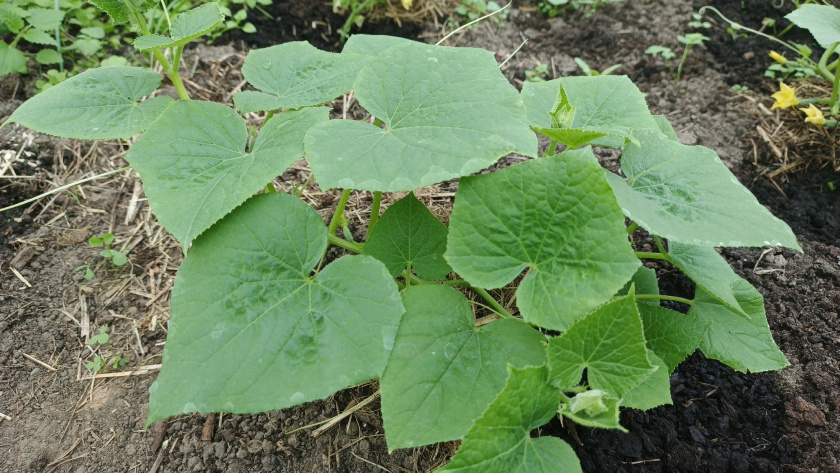    фото smilekaluga.ru