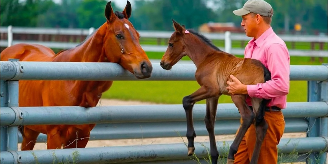 Слабого жеребенка хотели усыпить. Но конюх Коля не дал это сделать и спас его. А жеребенок отблагодарил когда это было нужнее всего