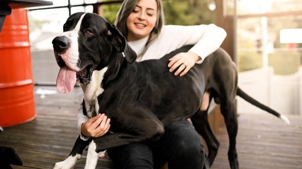 Тяжело быть большим: 5 скрытых проблем со здоровьем крупных собак, которые важно заметить вовремя. Чек-лист владельца