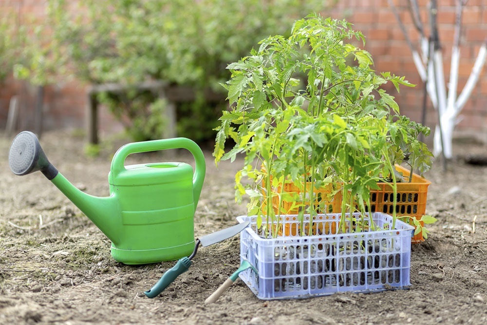    Как правильно поливать рассаду? / Фото: iStock