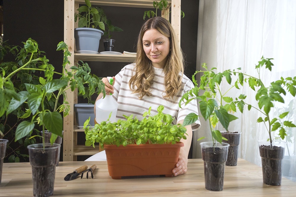    Как поливать рассаду. Не допускать пересыхания и застоя воды - это профилактика грибка. / Фото: iStock