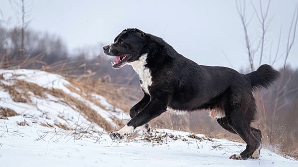 Почему шпиц живет 15 лет, а дог - всего 7? Научное объяснение несправедливости природы и как продлить жизнь вашему гиганту