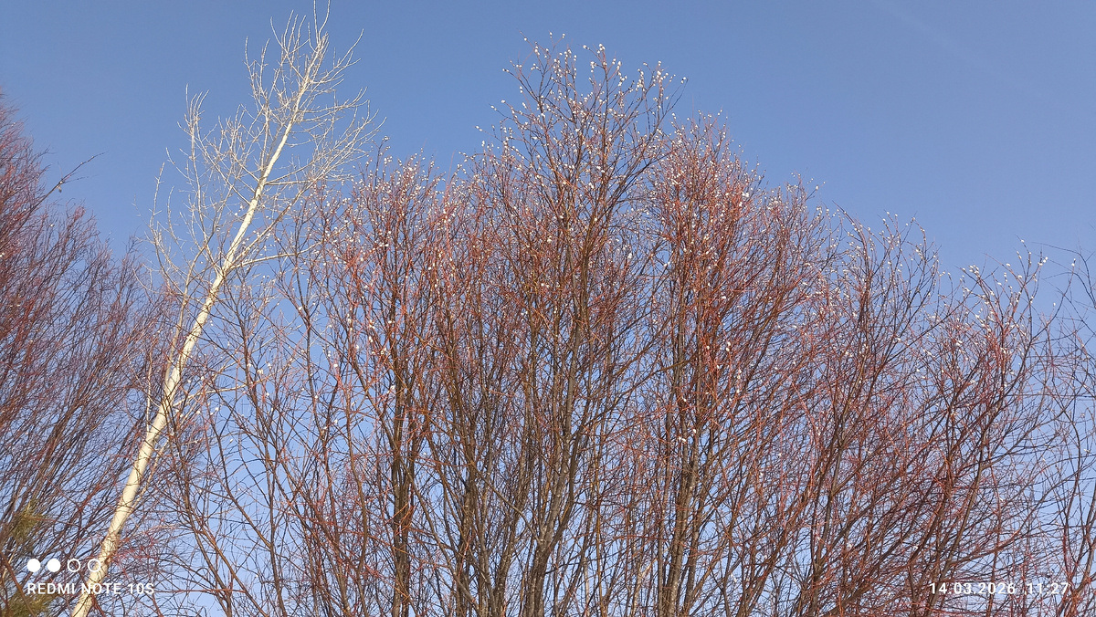 На вербе белые пушистики. Фото автора.