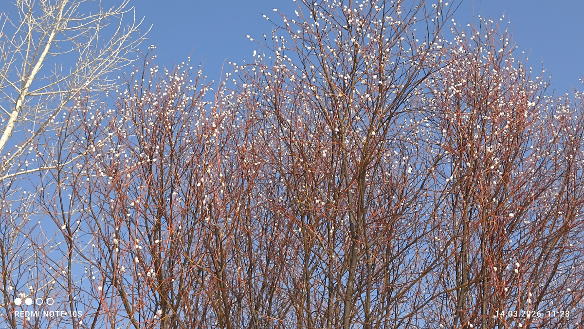 Пушистики на вербе. Фото автора.