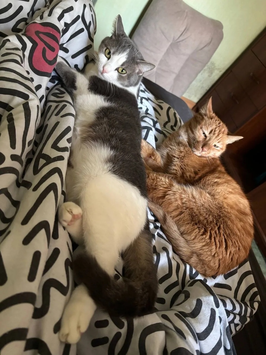 Лучшие друзья и настоящая банда!