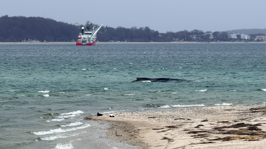    Фото: ИЗВЕСТИЯ/Виталий Чащухин; 5-tv.ru