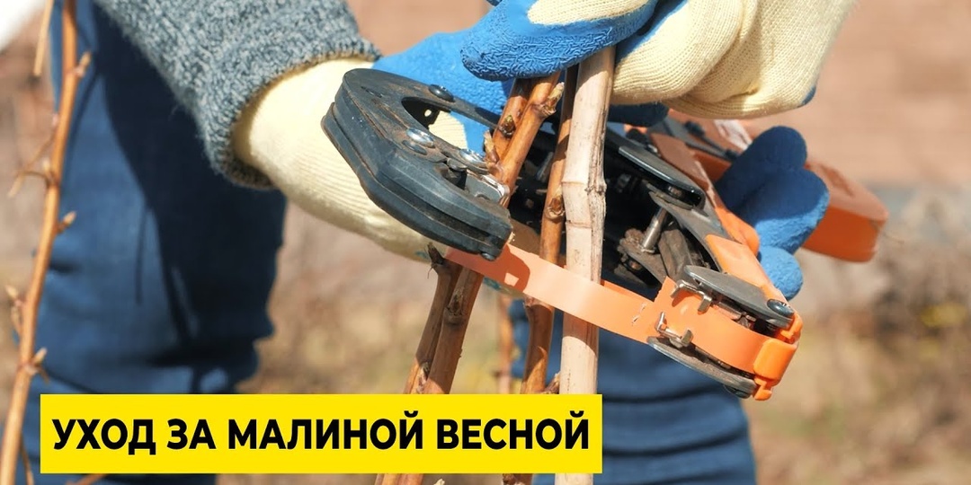 Малина после схода снега, уход, подкормки, обработки