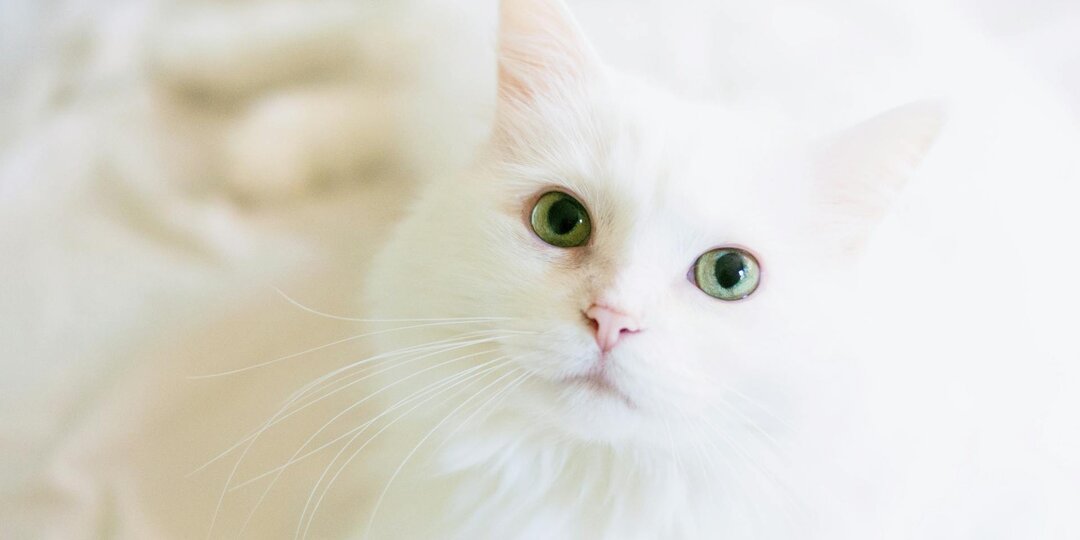 Я вернусь. Ты только жди